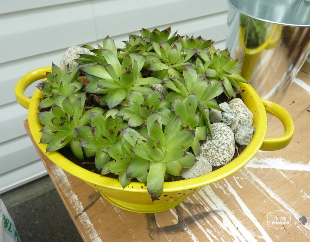 Succulents in the yellow colander.
