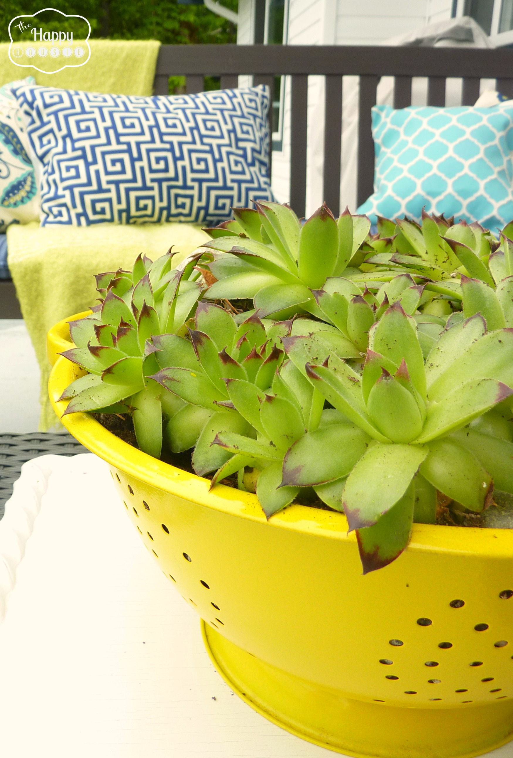 A bright yellow colander filled with green succulents.