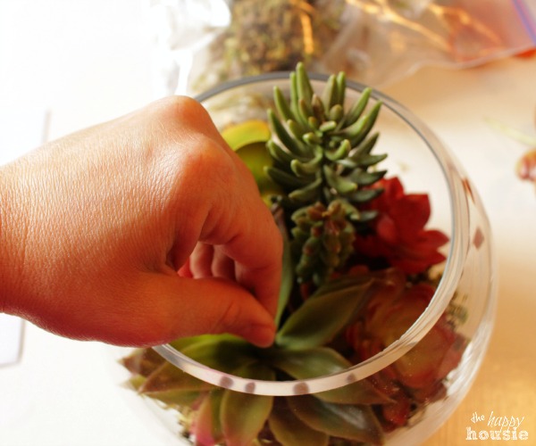 Arranging the succulents in the glass jar.