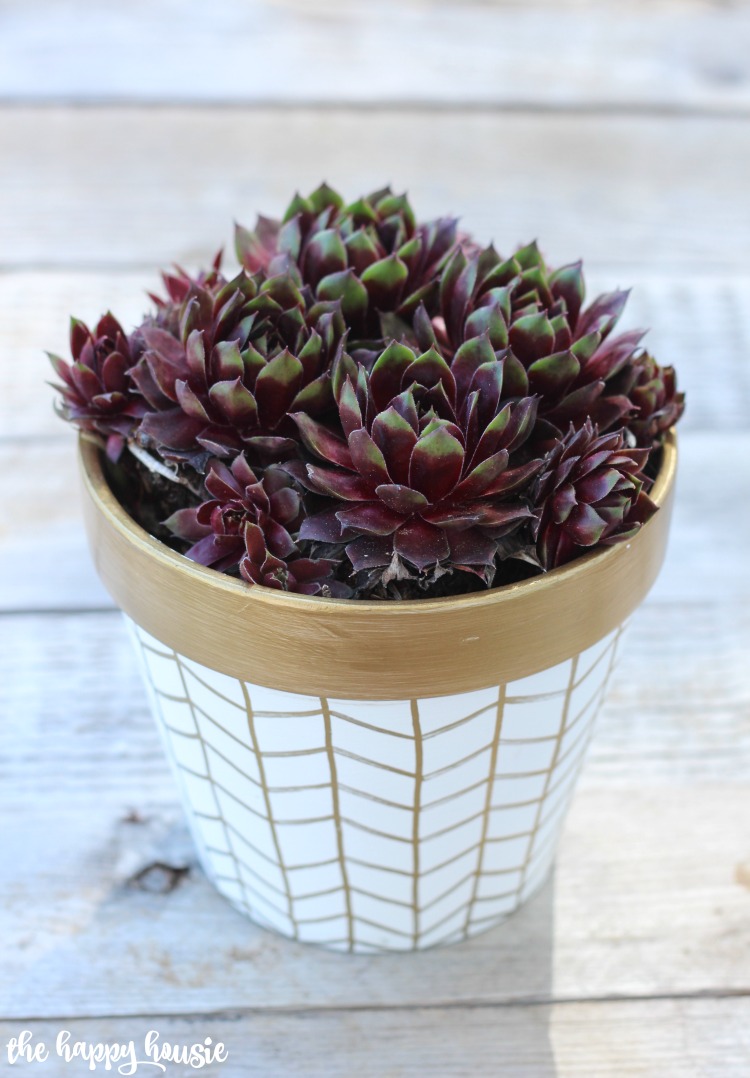 Succulents in the white and gold clay pot.