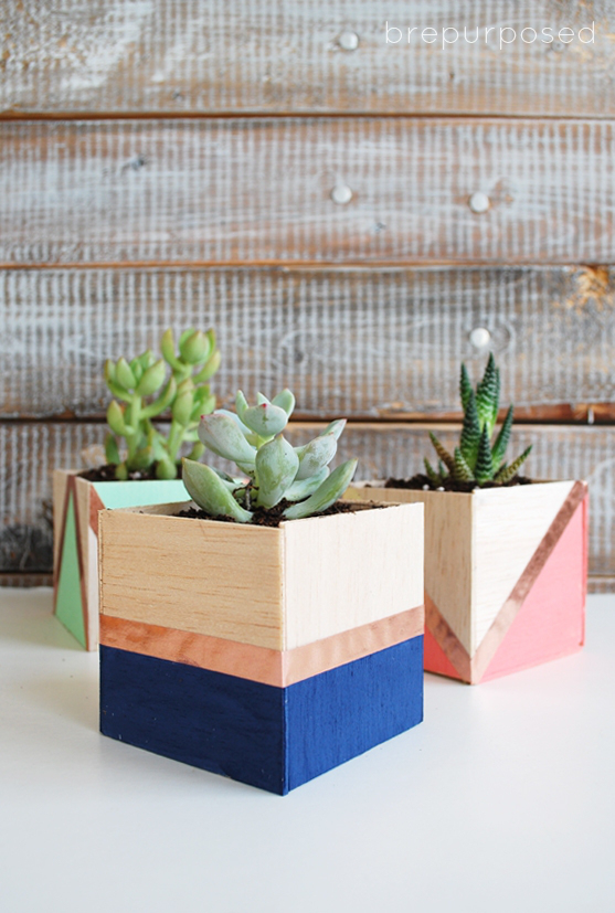 Little succulents in a wooden box.