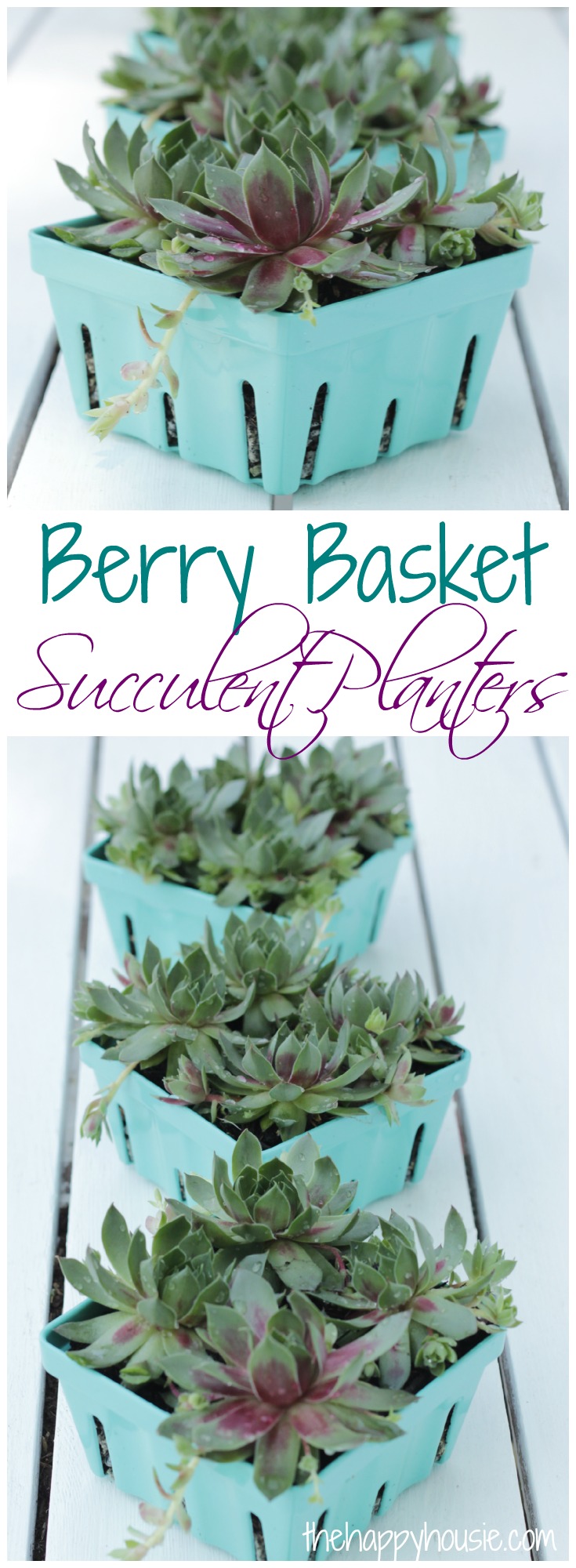 Berry Basket Succulent Planters graphic.