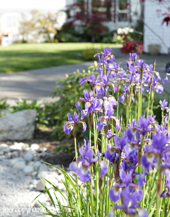 Purple irises beside the sidewalk.