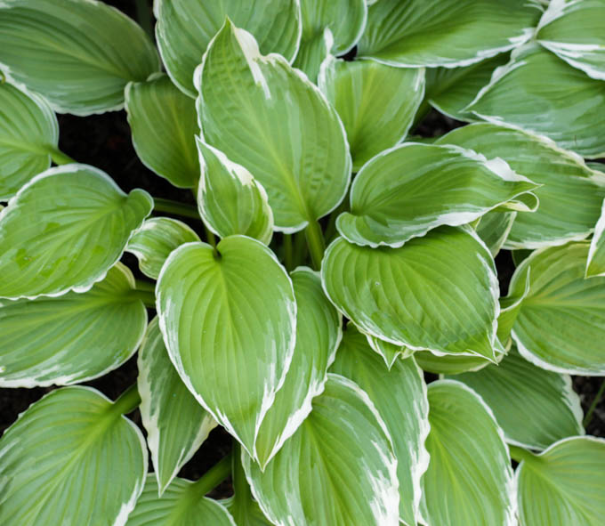 Up close picture of green leaves tipped with white.