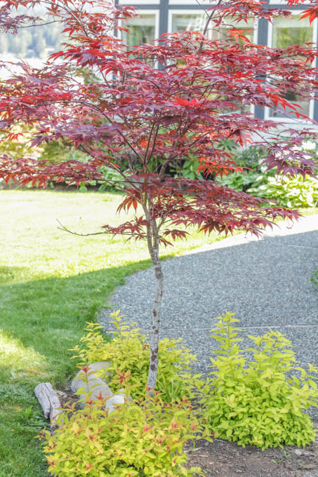 A medium sized tree with red leaves and small green bushes below it.