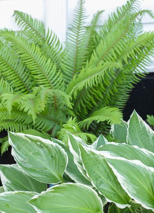 A large fern behind a hosta.
