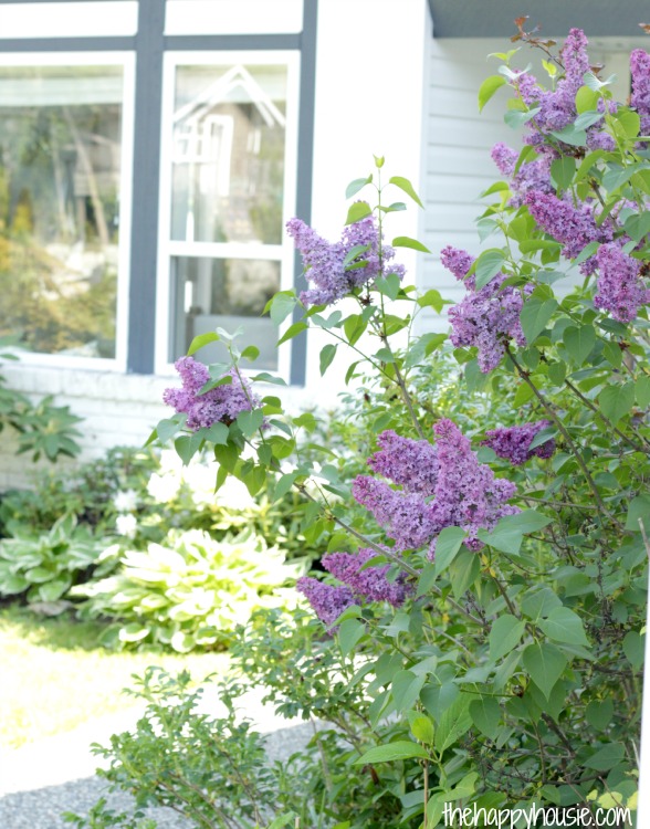 Beautiful lilacs on the walkway to the front door.