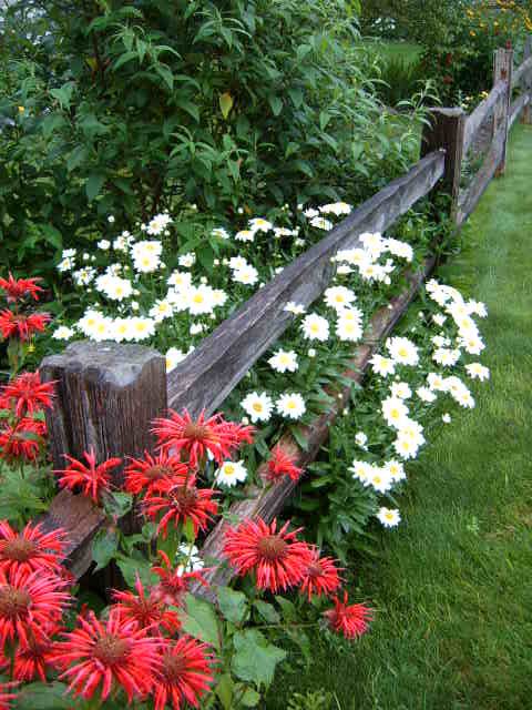 White and red flowers by the fence