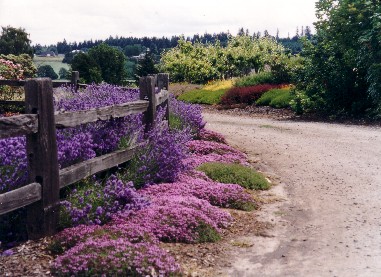 Pink and purple flowers by a worn fence.