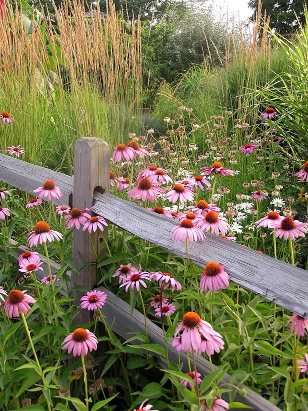 A wooden fence with pink daisies and tall grass.