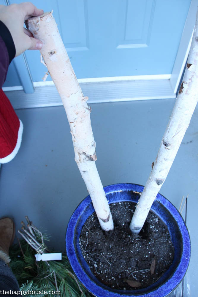 Placing two birch logs in a blue container.