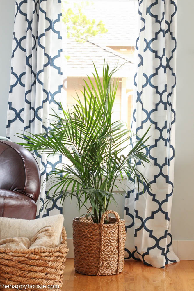 Geometric blue and white curtains with a green plant in front of them.