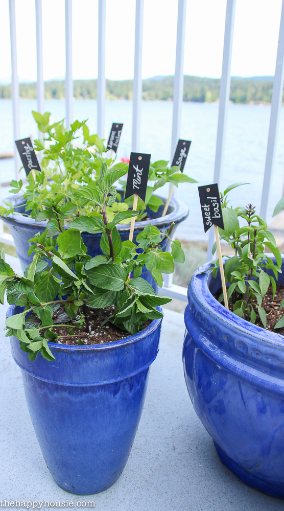 Plant your very own kitchen herb garden in pots so you can have fresh herbs at your fingertips all summer long-13