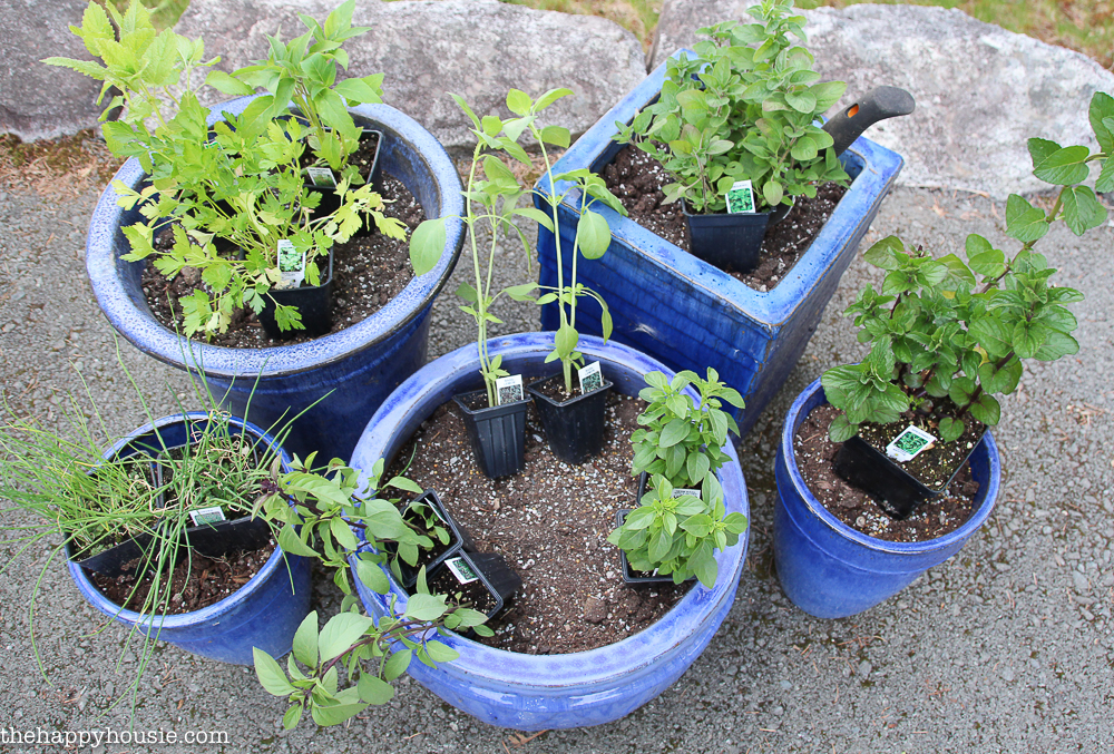 Store bought herbs being replanted into the blue pots.