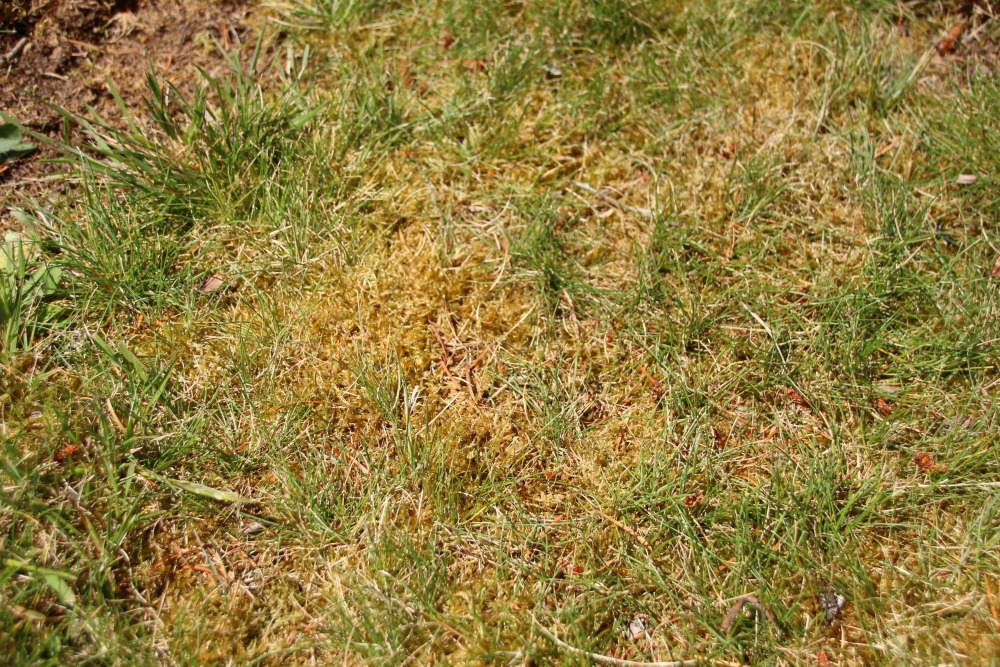 Moss in the lawn.