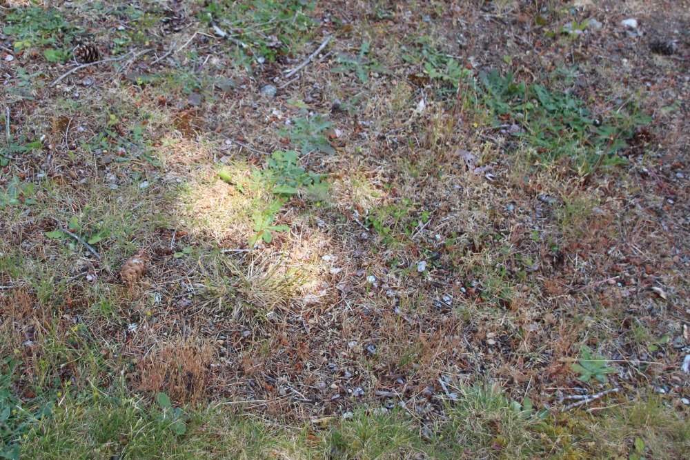Bare and dried patches in the lawn.