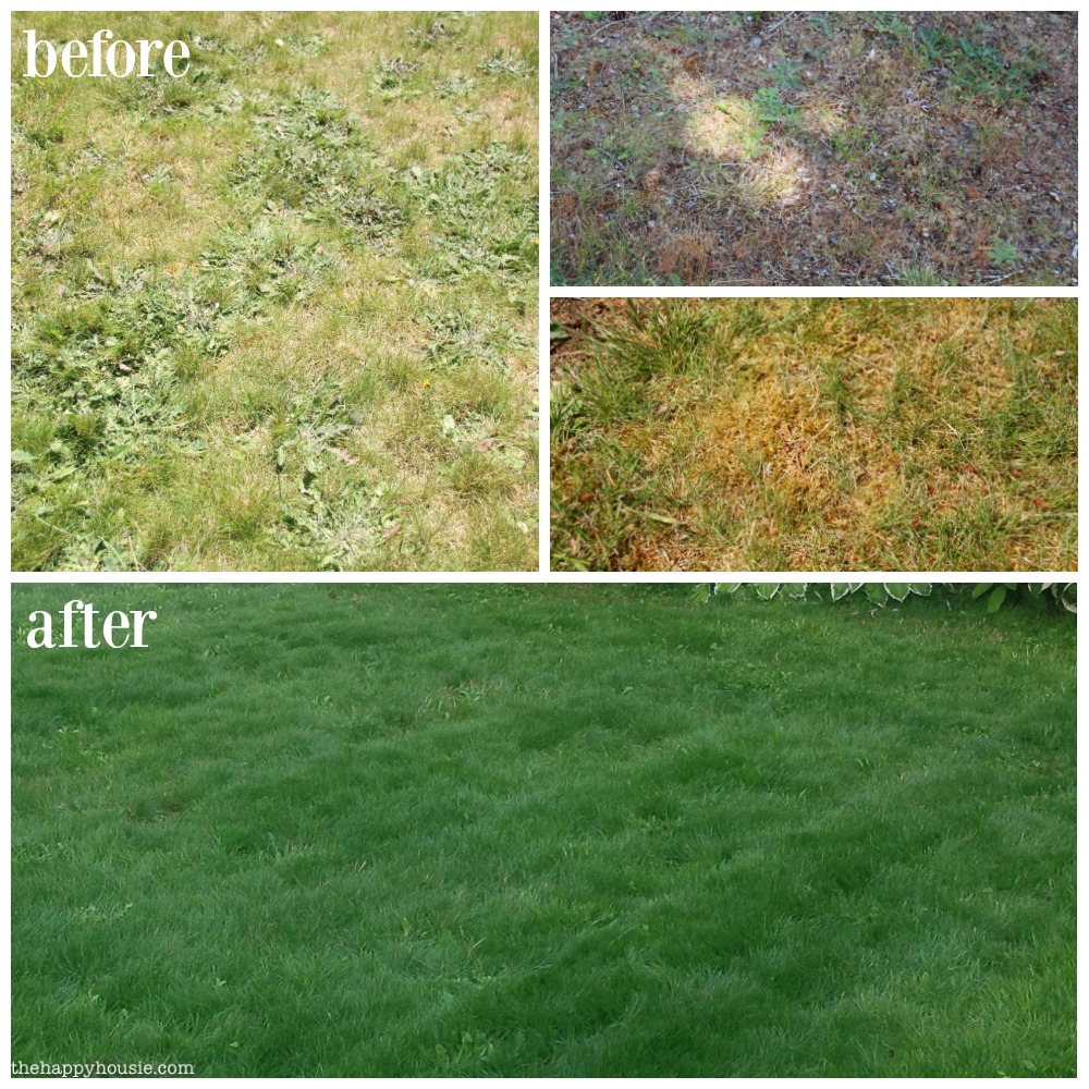 Before and After Our Lawn Makeover graphic.