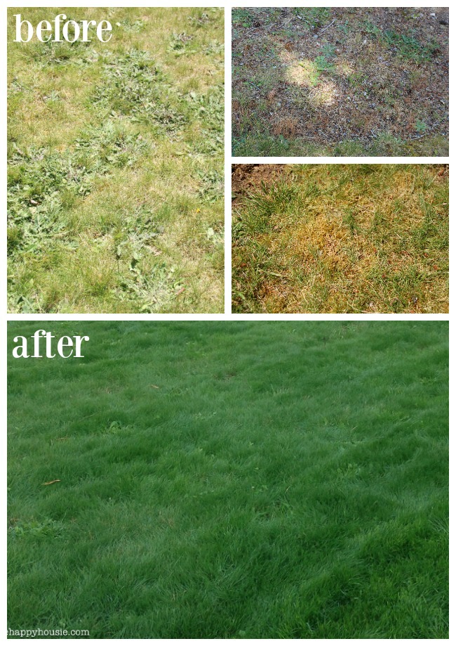 Before and After of our lawn makeover with Scotts before and after