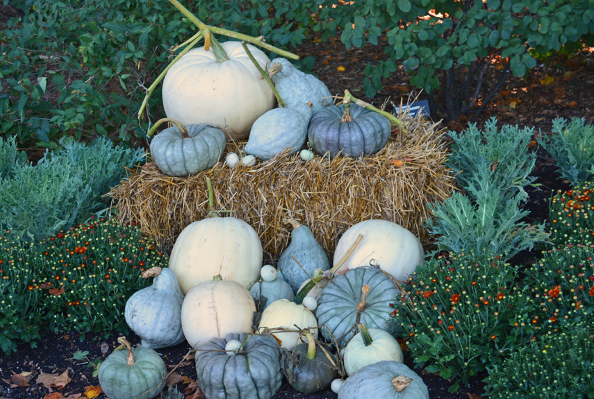 White blue and grey pumpkins on a bale of hay.