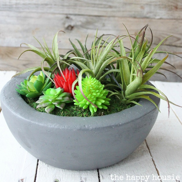 Succulents in a grey pot outside.