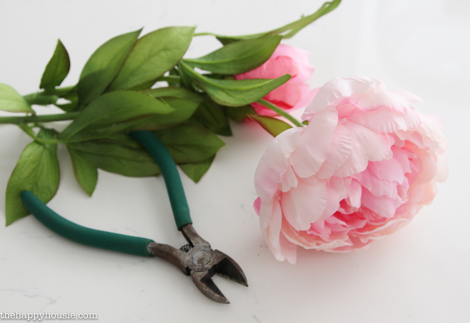Cutting down these pink peonies.