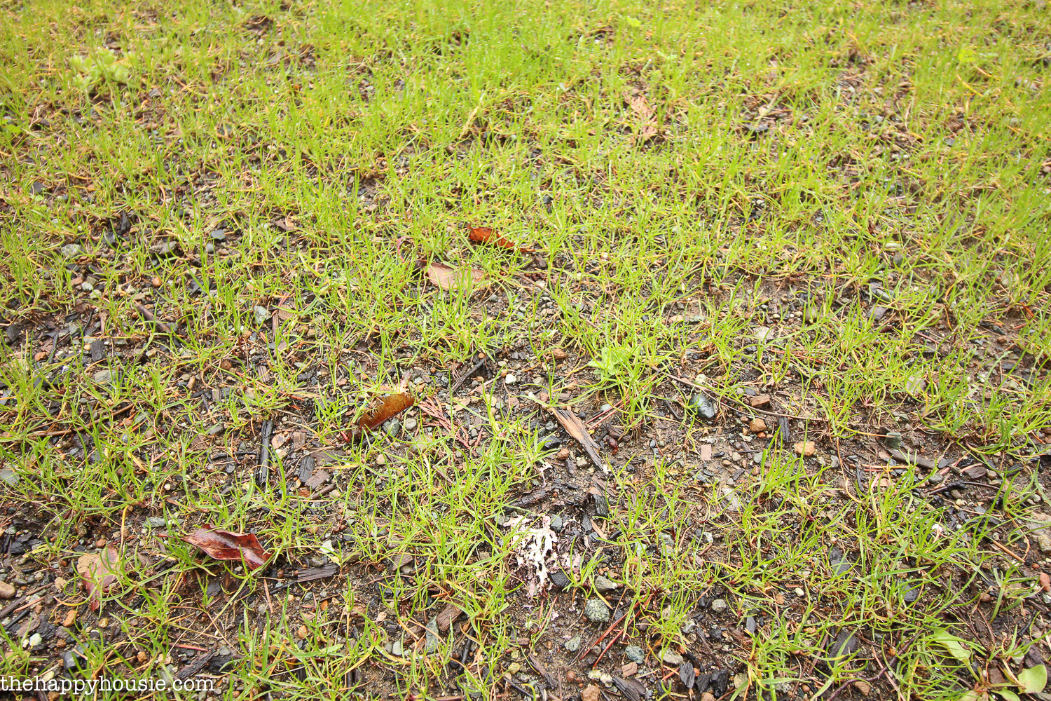 Growing grass in the yard.