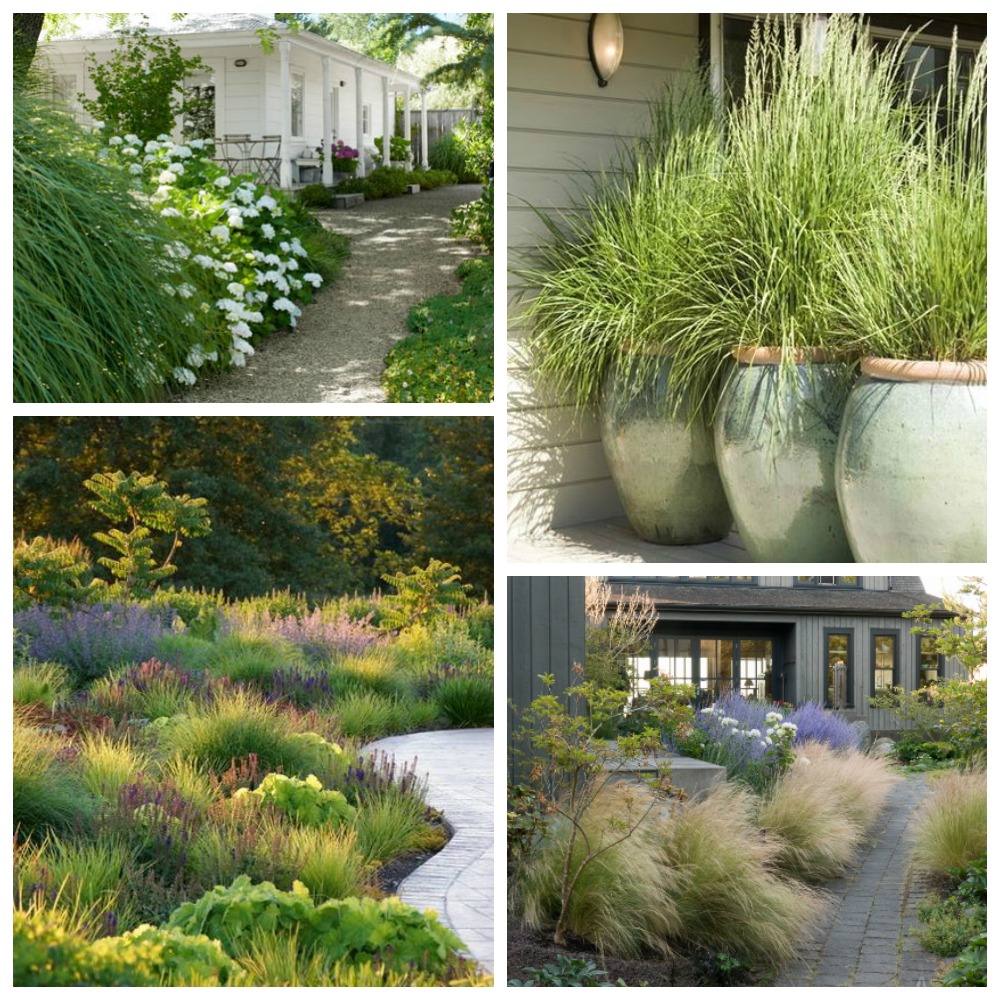 Landscaping with Ornamental Grasses | The Happy Housie