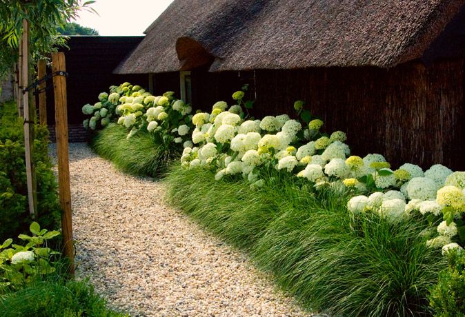 Small lush green ornamental grass with white flower bushes behind the grass.