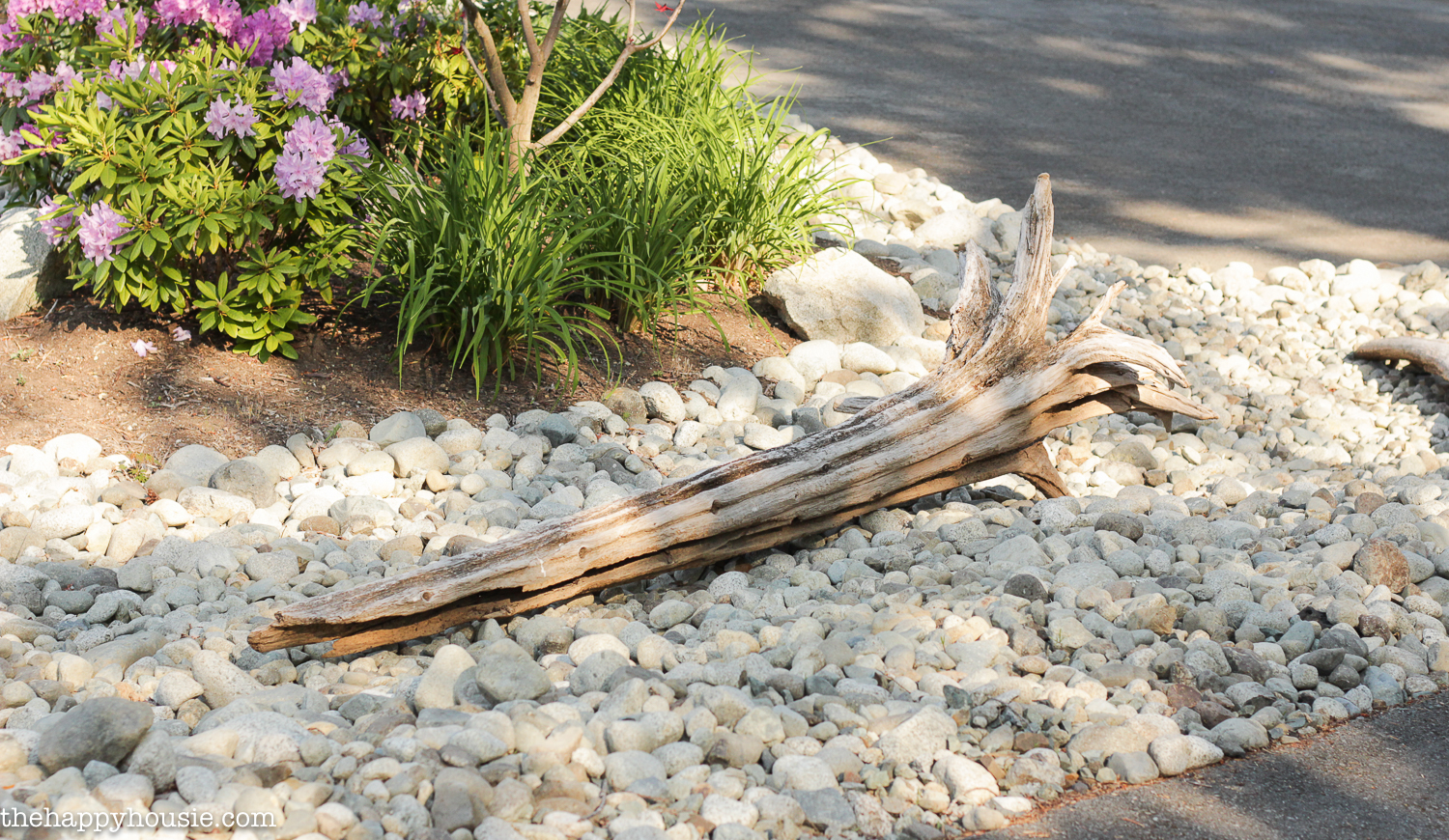 A large piece of driftwood in the river rock with purple flowers beside it.
