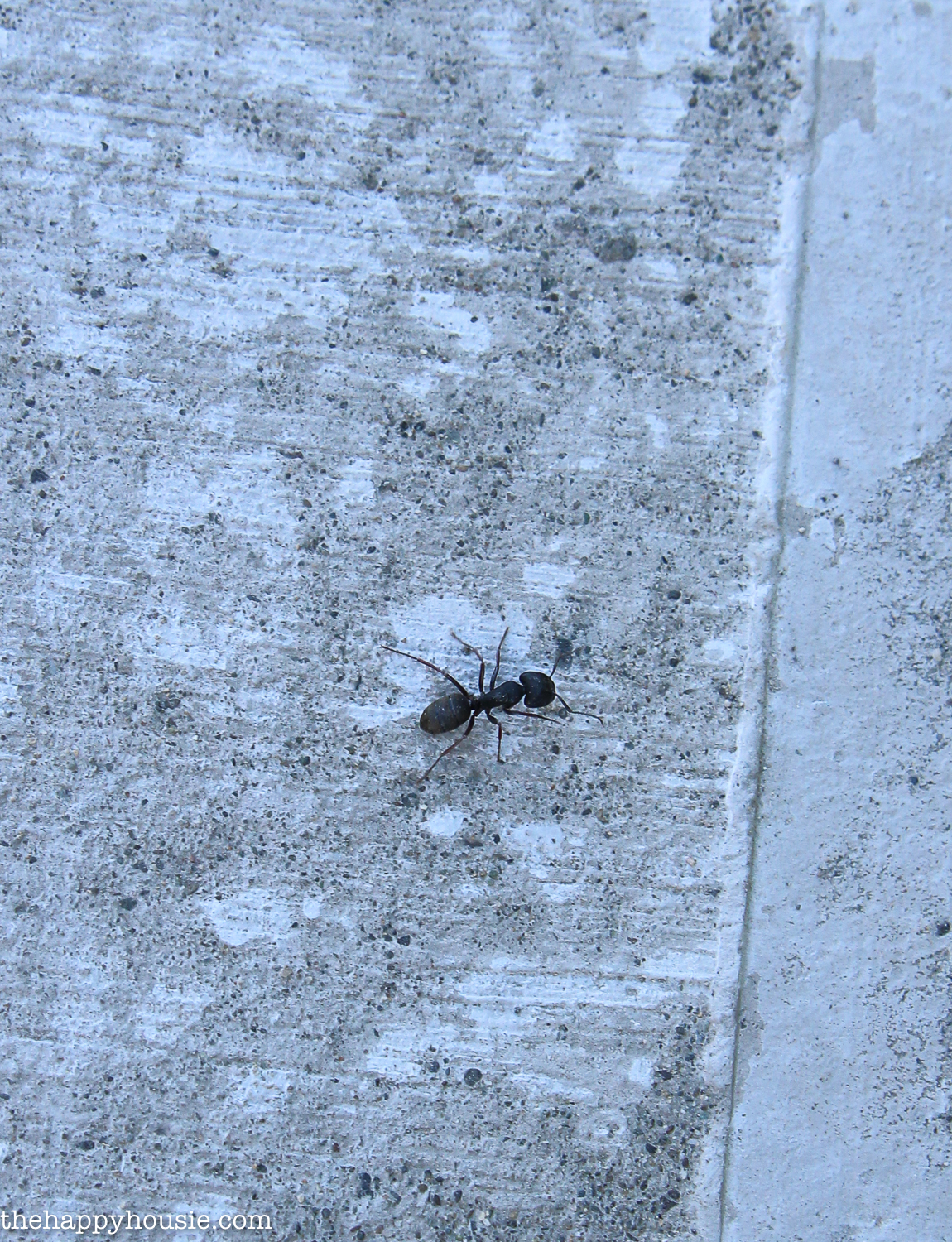 A black ant on the concrete.