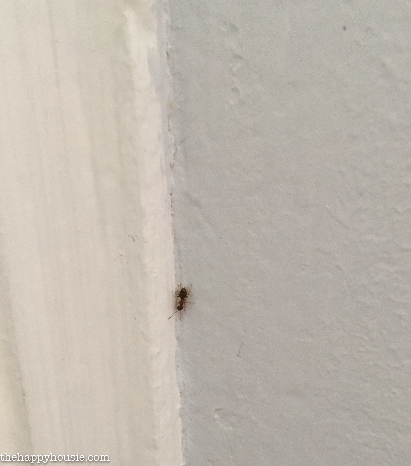 An ant by a crack in the wall.