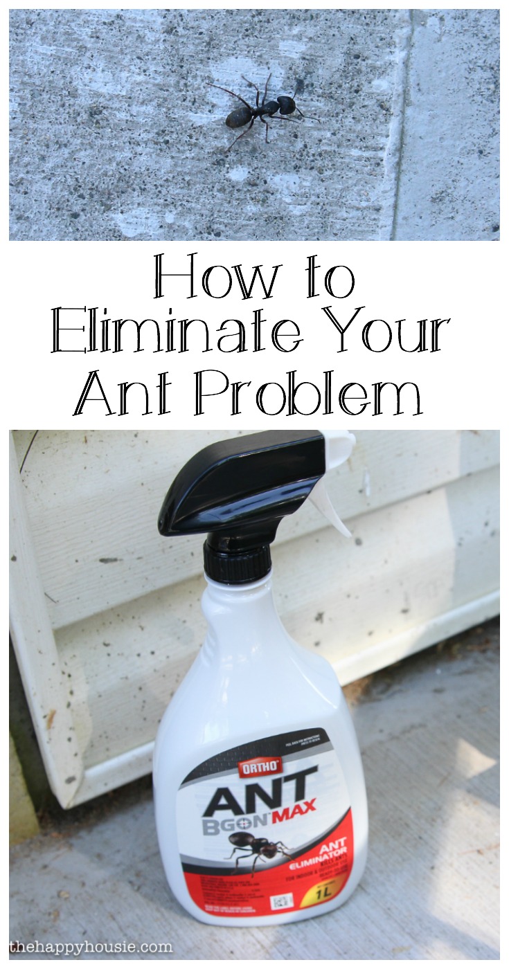 How to eliminate your ant problem graphic.