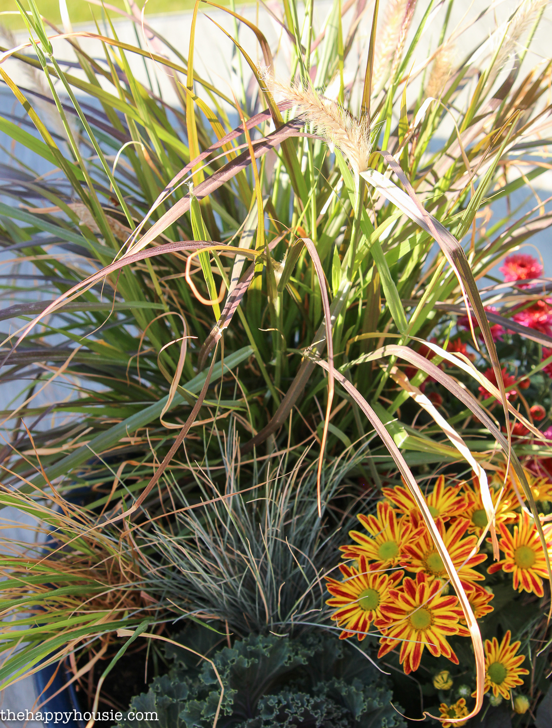 Up close picture of the grasses in the planter.