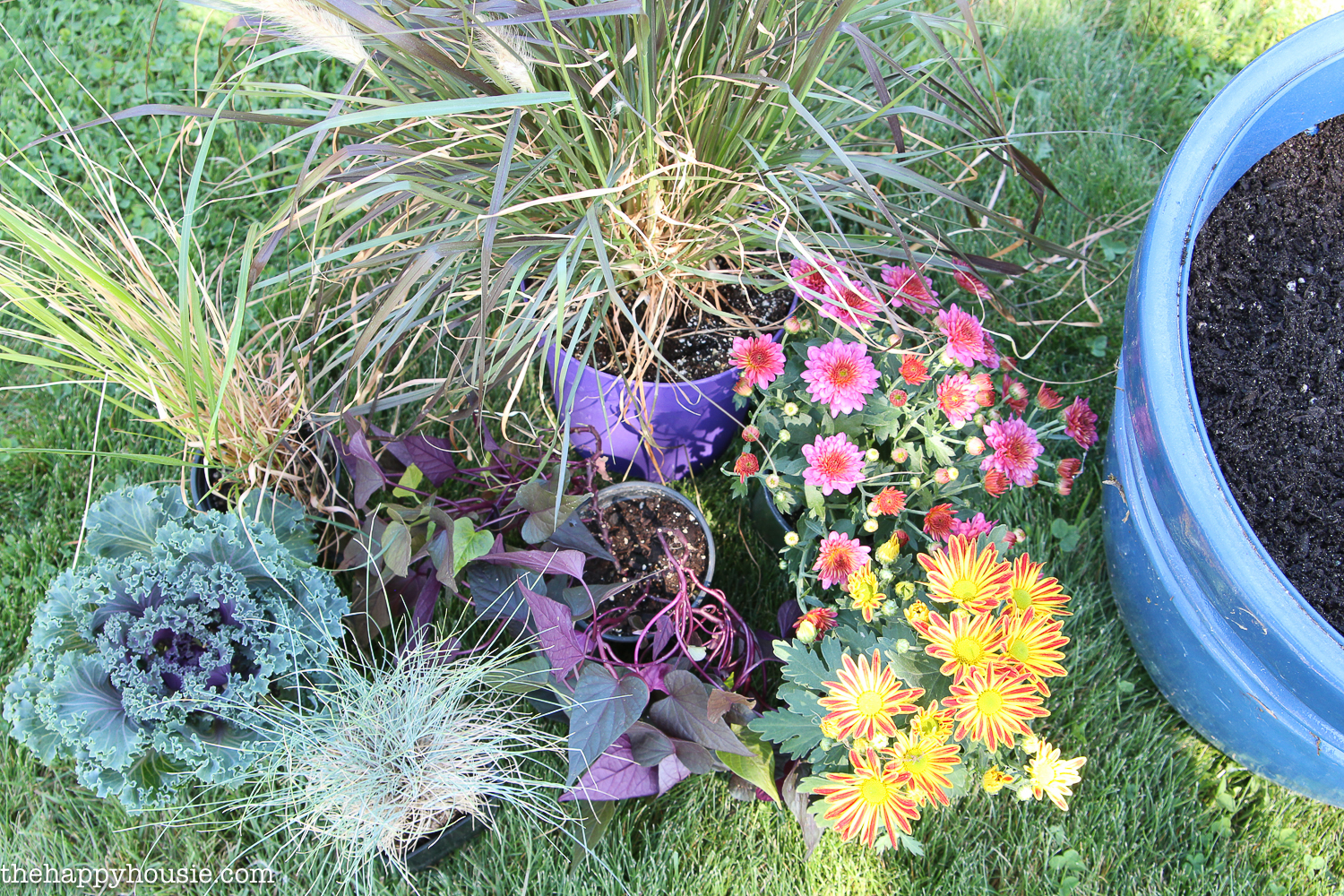 There are ornamental grasses, pink flowers, purple kale to be planted.