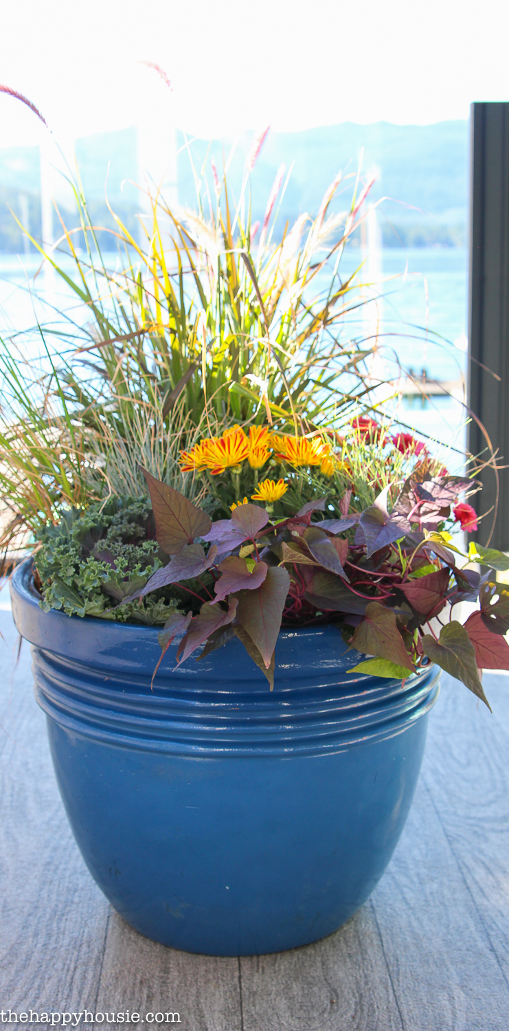 The large blue pot filled with fall flowers and plants.