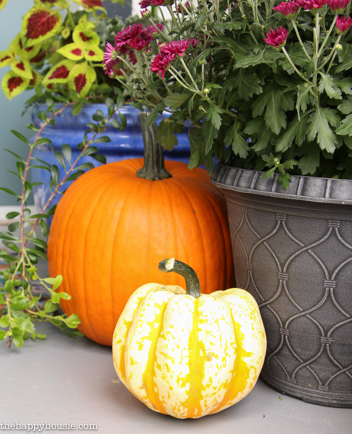 Two pumpkins are beside the potted purple flowers.