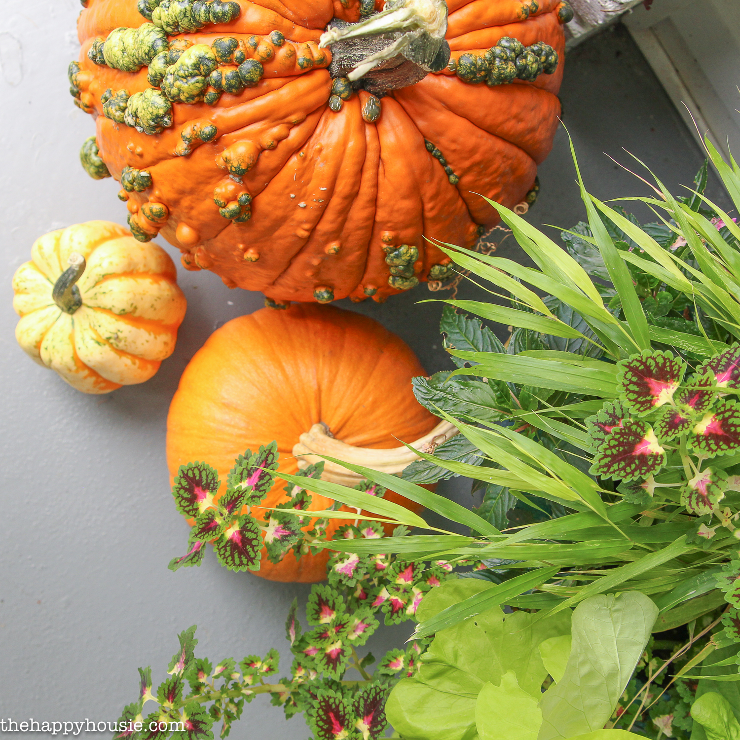 The three pumpkins are beside a potted plant on the porch.