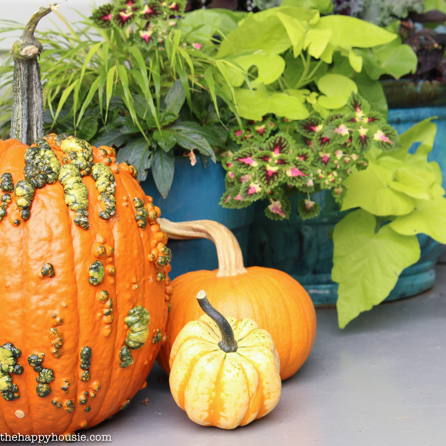 Three pumpkins on the porch beside potted plants.
