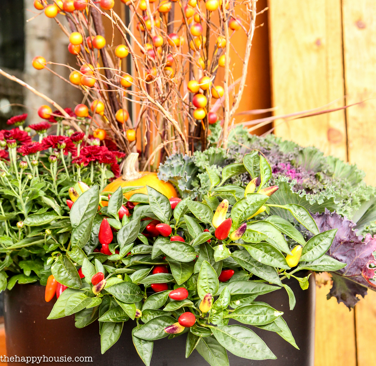 Up close of the red pepper plant, kale and red flowers in the planter.