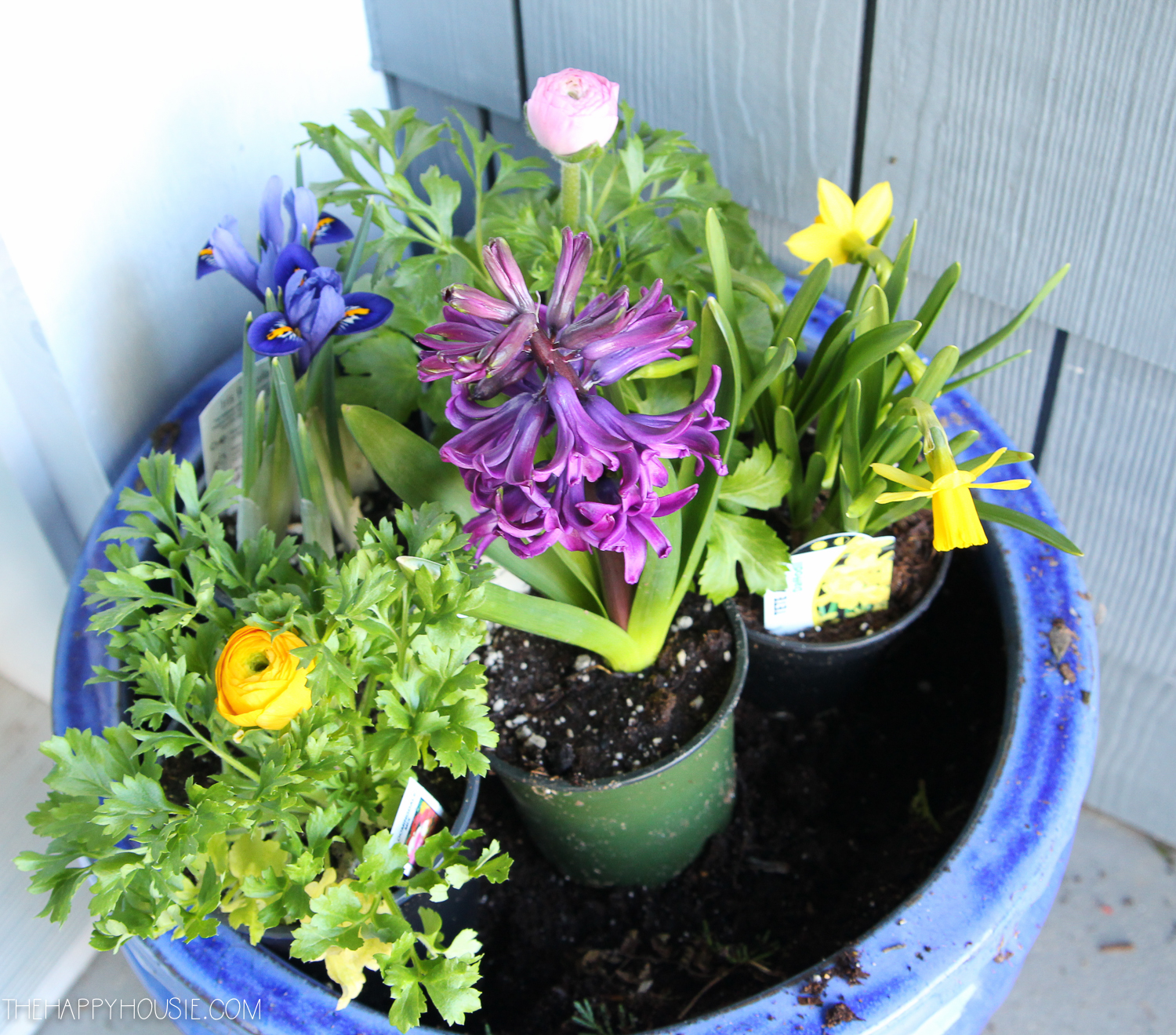 Organizing the floral containers in the planter.