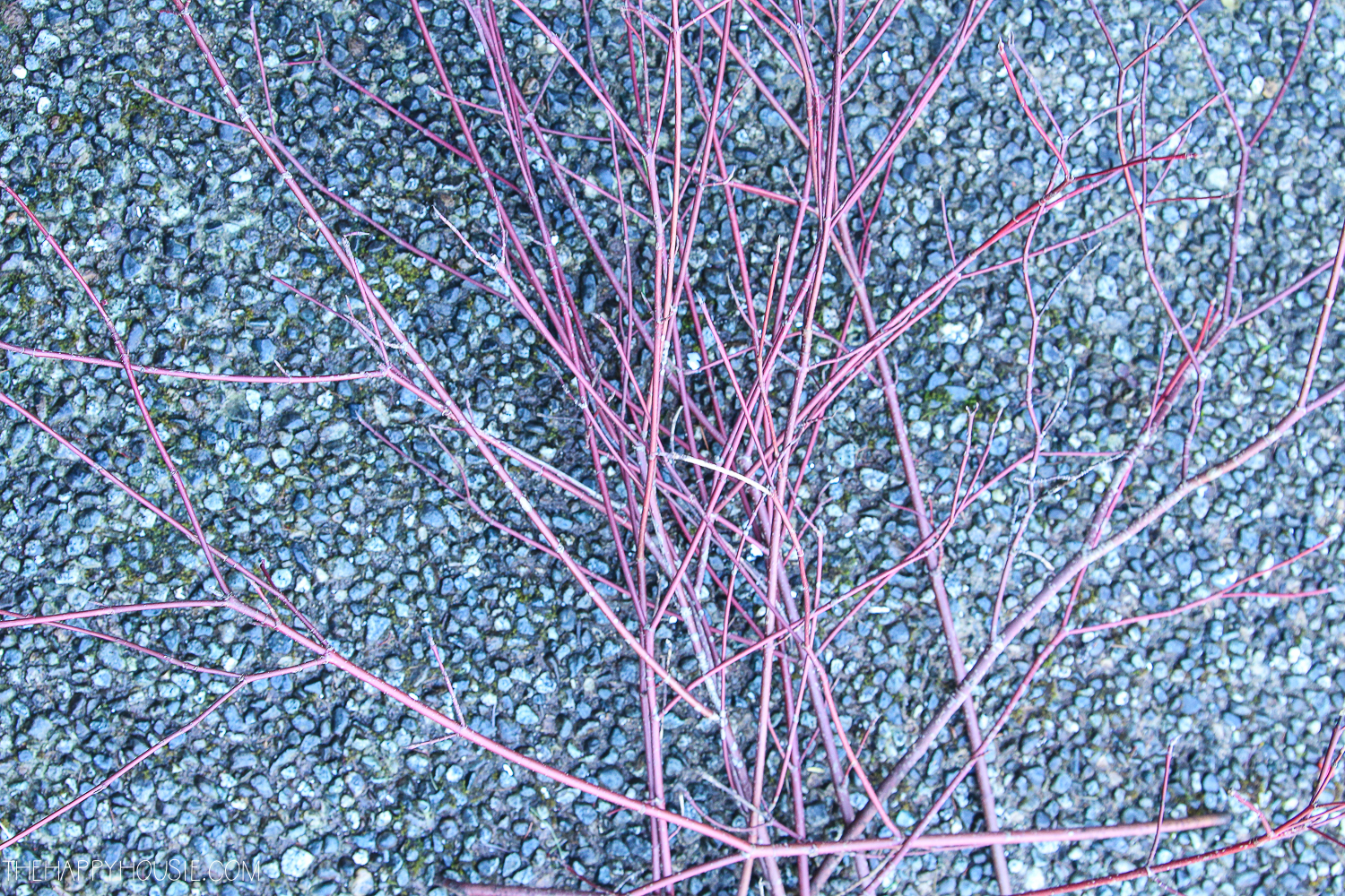 Pussy willow stems on the ground.