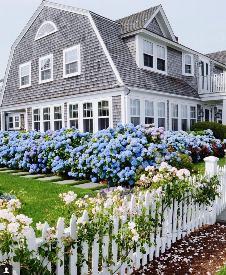 A beautiful Nantucket home with blue hydrangeas blooming.