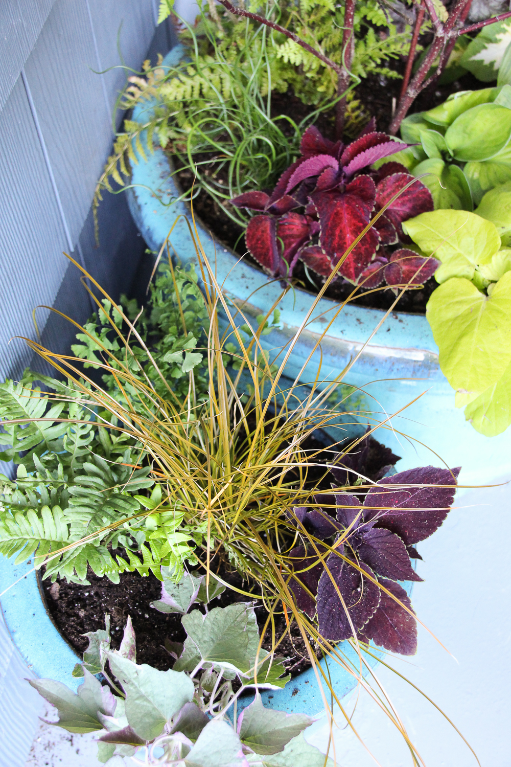 An aerial view of the multi coloured plants in the garden containers.