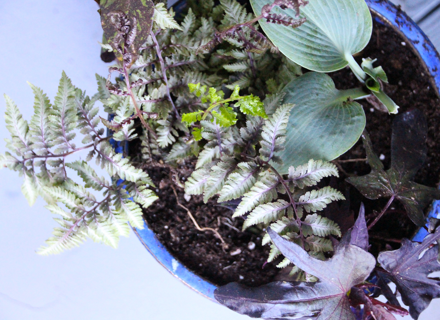 Looking down on the ferns in the garden pots.