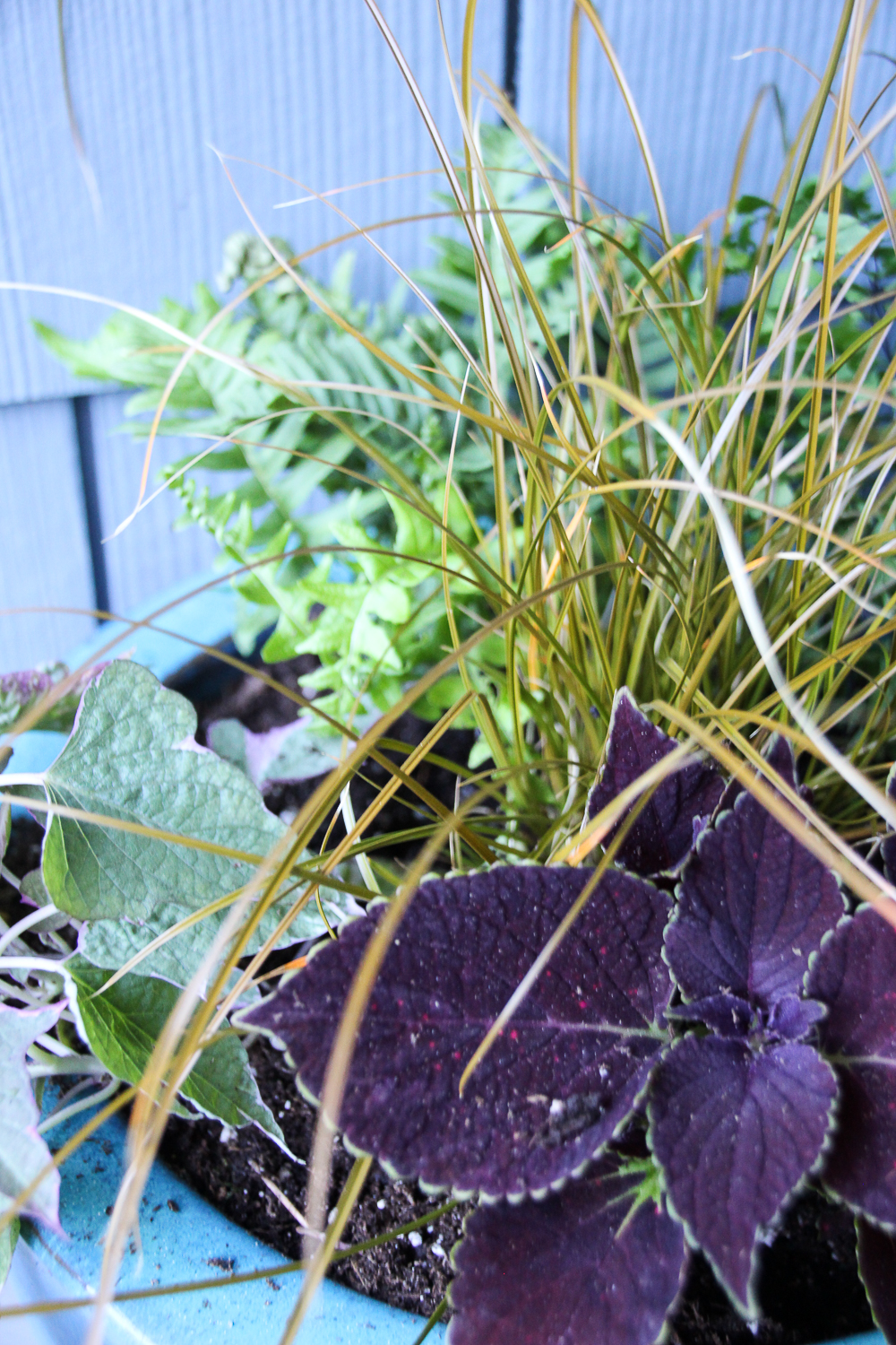 Purple leaf plant and grass plant on the pot.