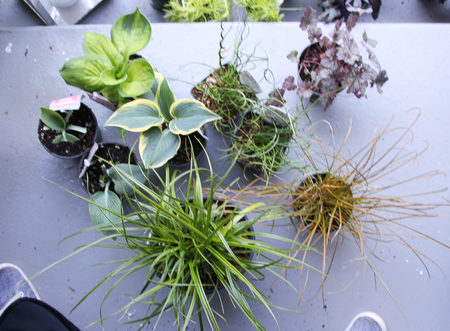 Small plants on the table.