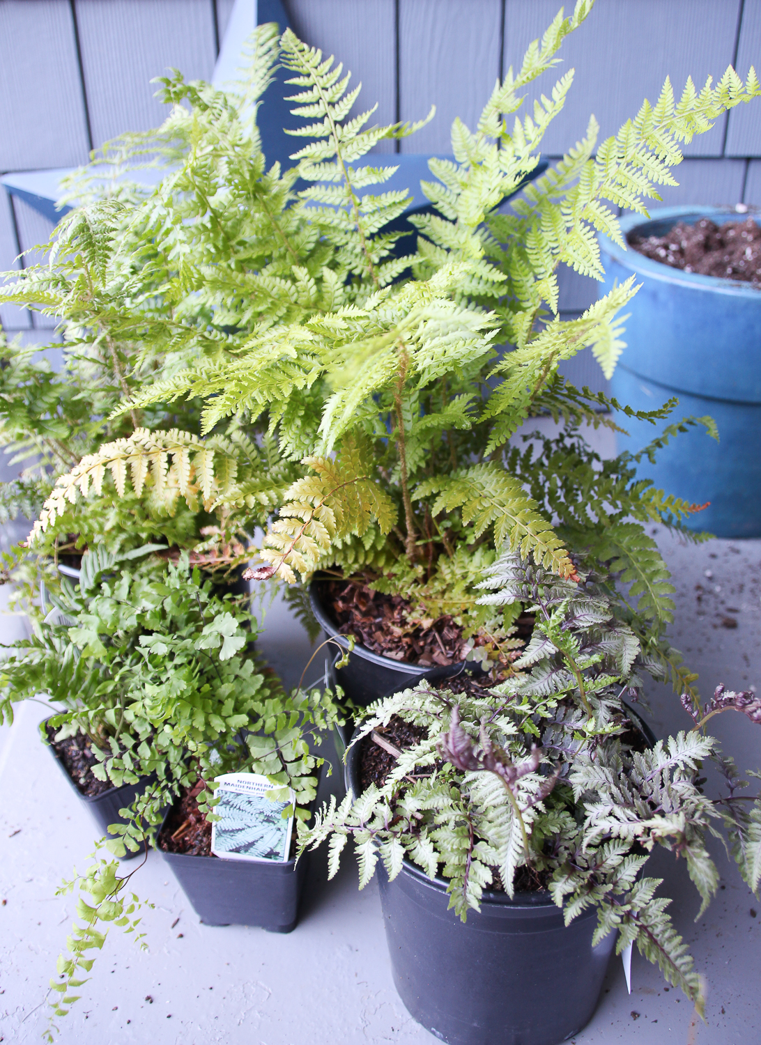 Various types of ferns ready to be planted.