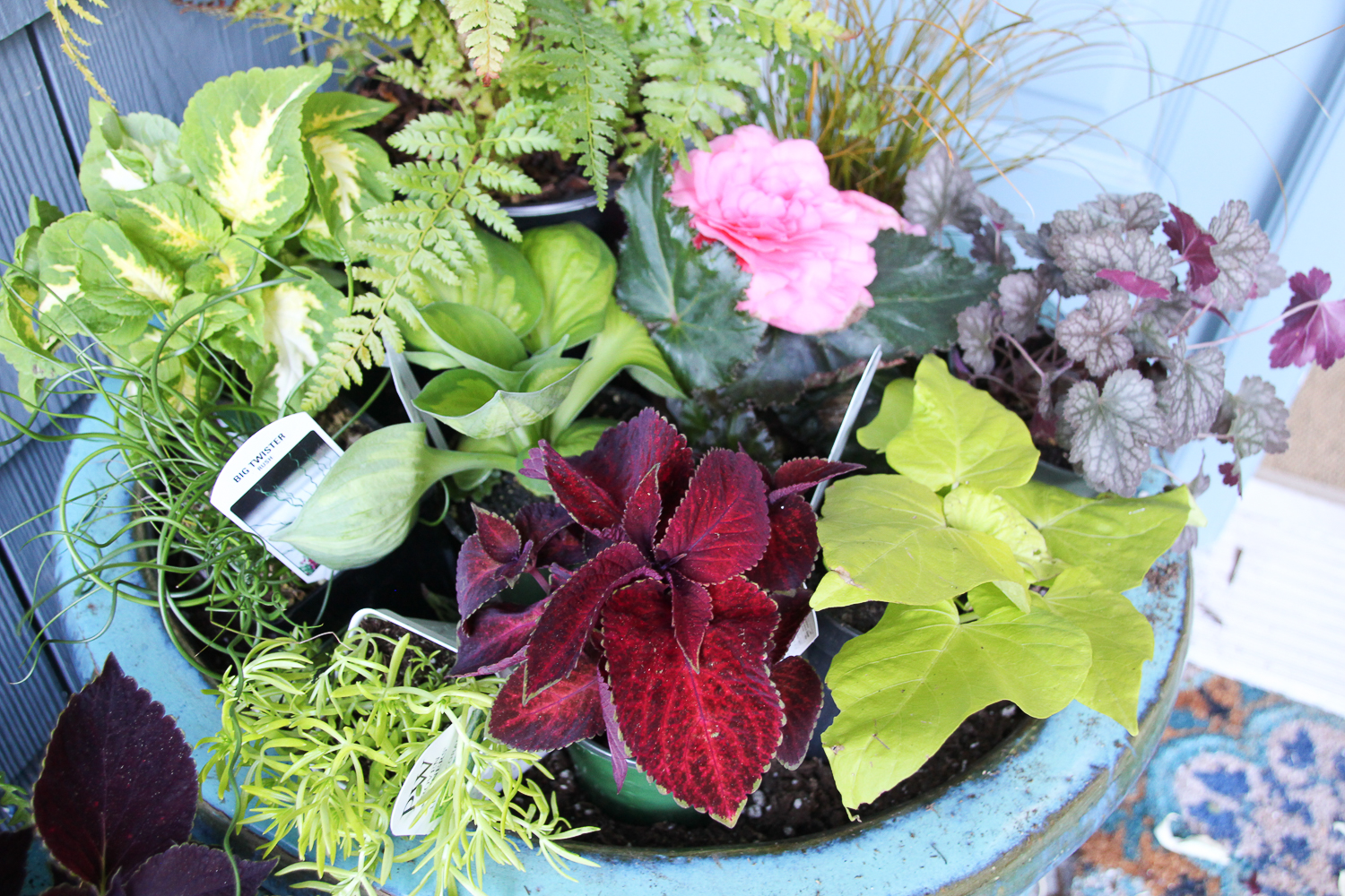 Pink flowering plant, dark red shade plant plus some light green plants.