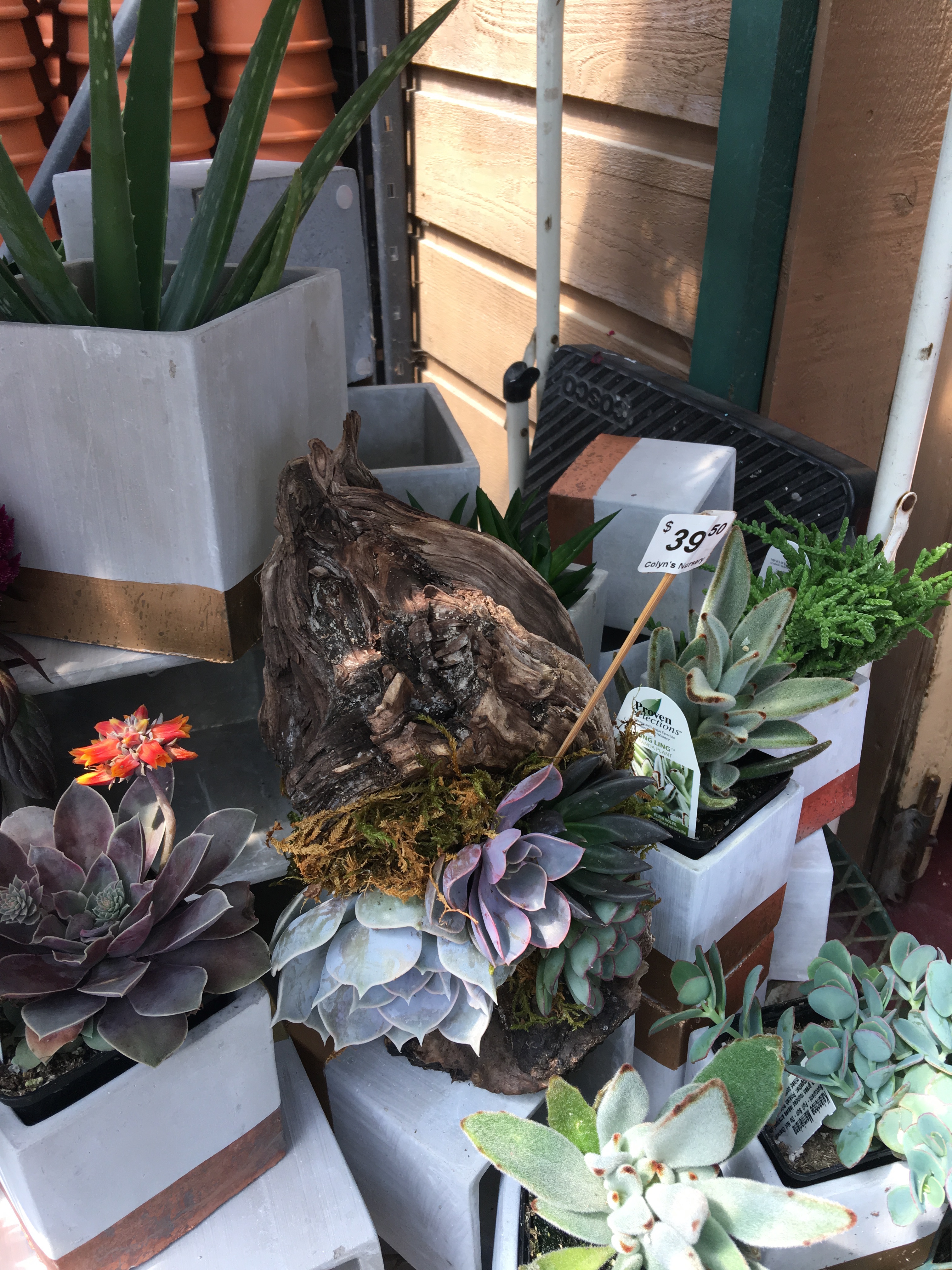 A large piece of driftwood in the centre of the succulent table.