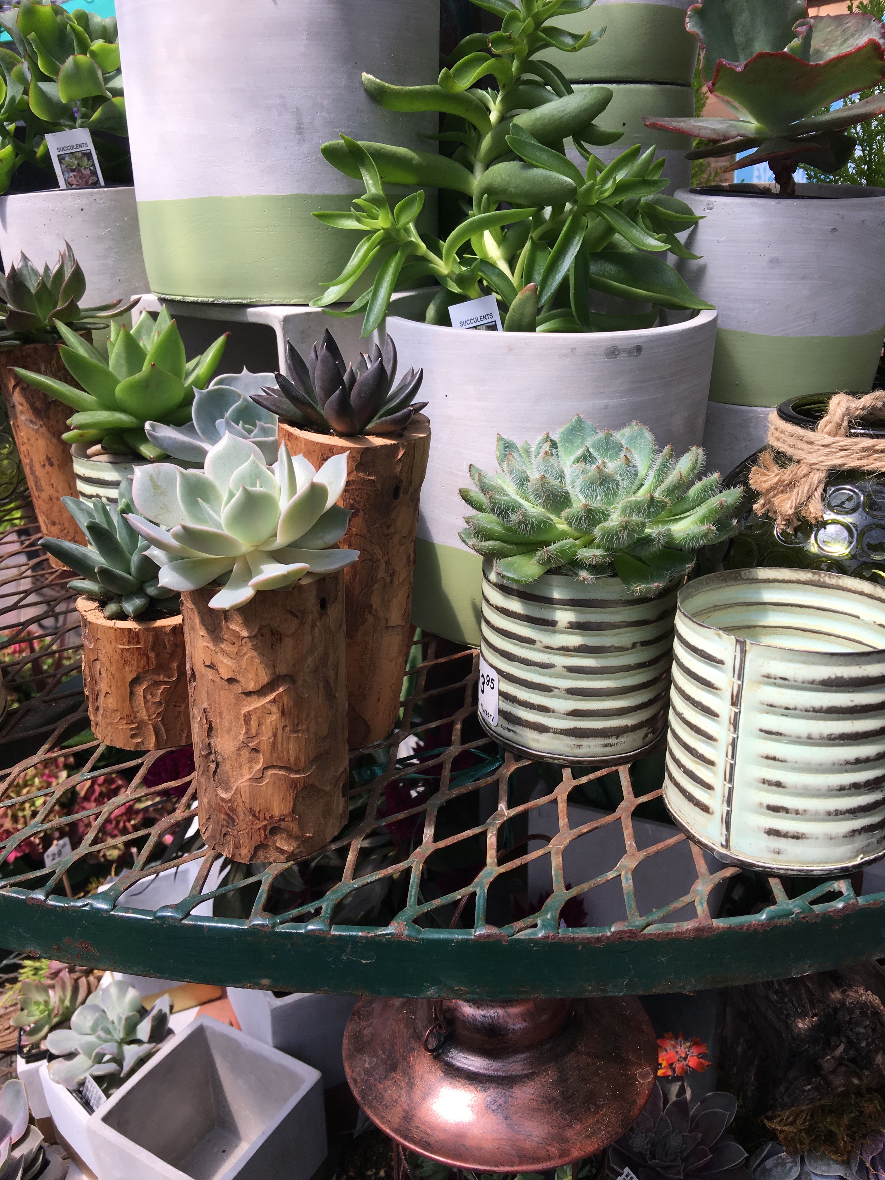 A metal table with small and large succulents on it.